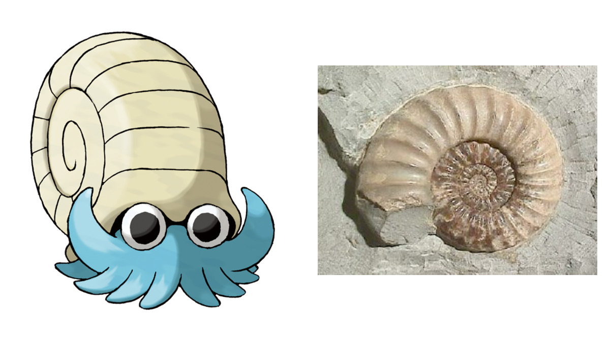 Omanyte compared to Ammonite