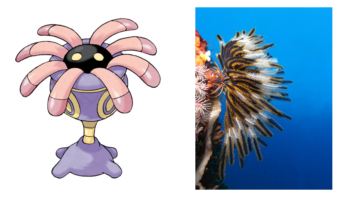 Lileep compared to Crinoid