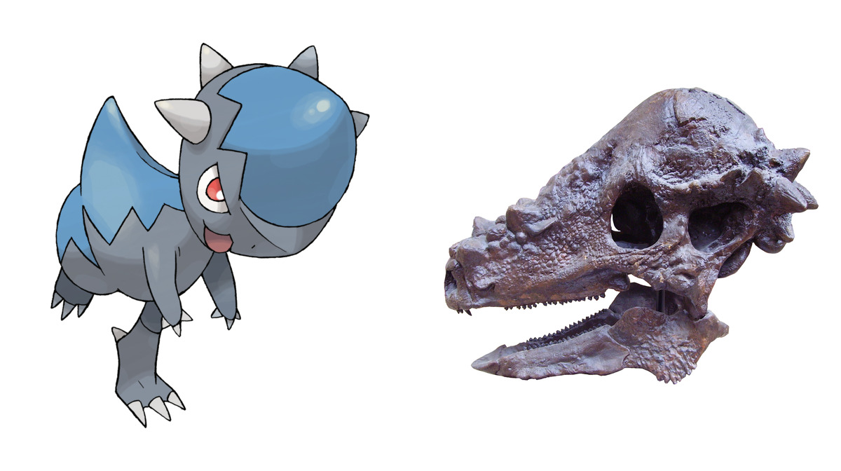 Cranidos compared to Pachycephalosaurus