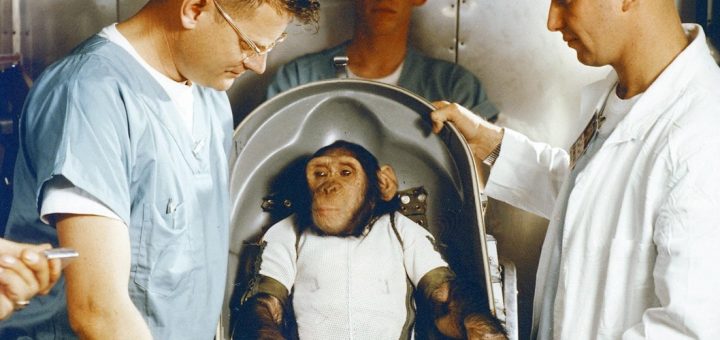 Ham the chimpanzee in his Mercury capsule couch, prepared by NASA technicians before launch, January 31, 1961