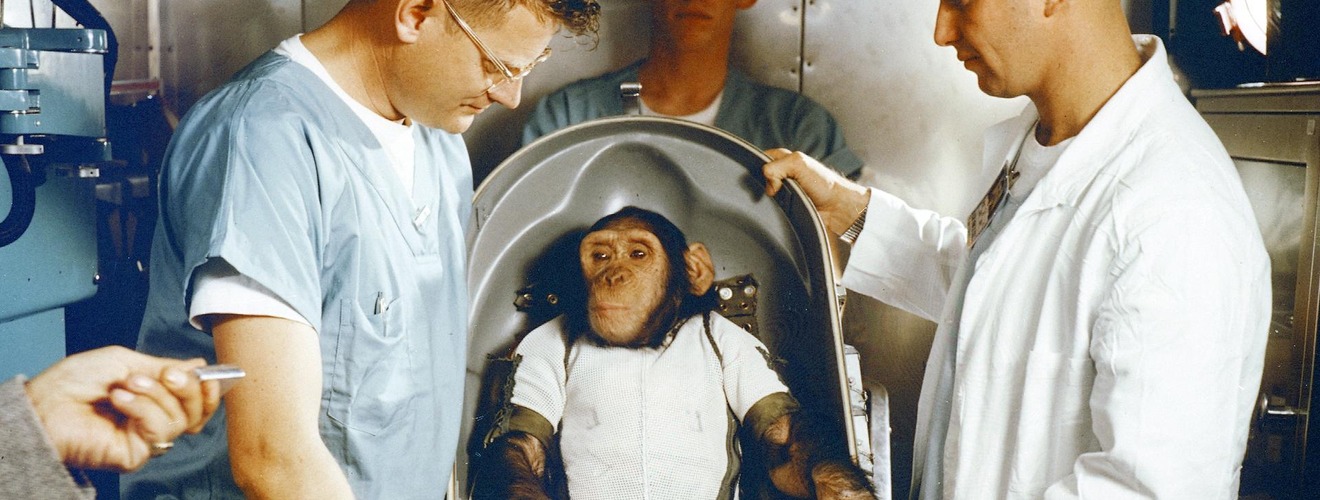 Ham the chimpanzee in his Mercury capsule couch, prepared by NASA technicians before launch, January 31, 1961