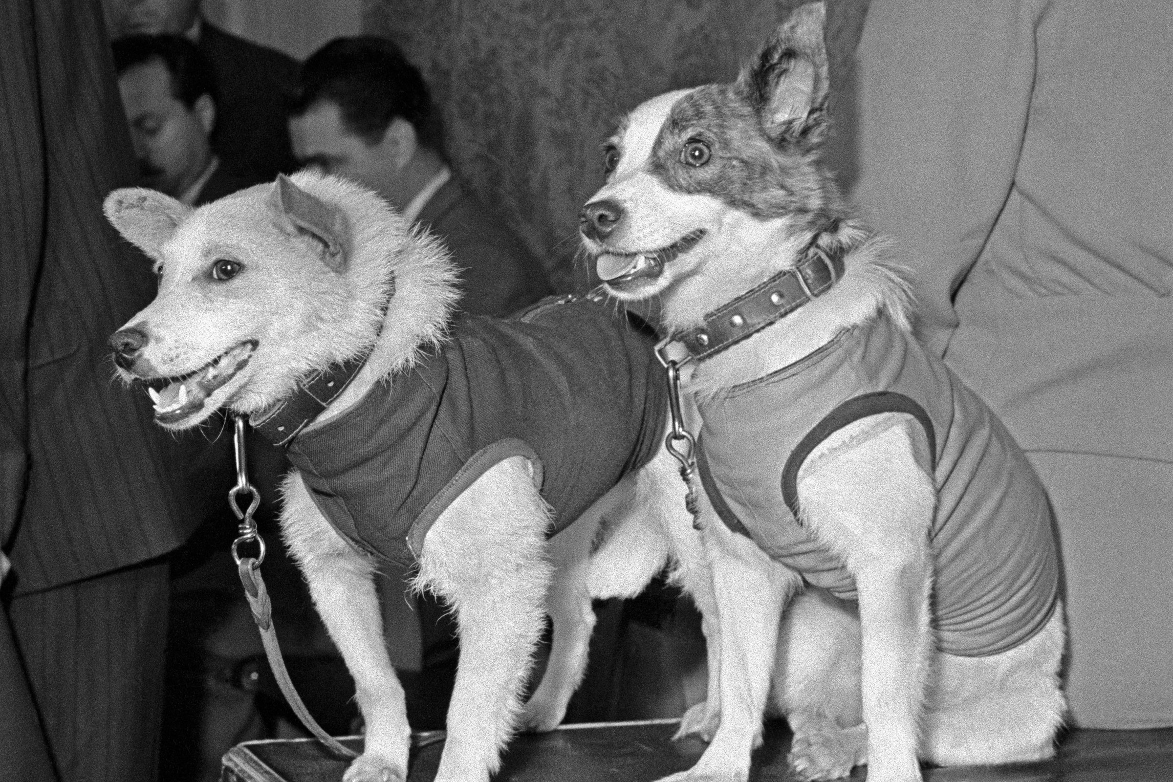Belka and Strelka