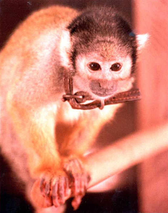Miss Baker, squirrel monkey