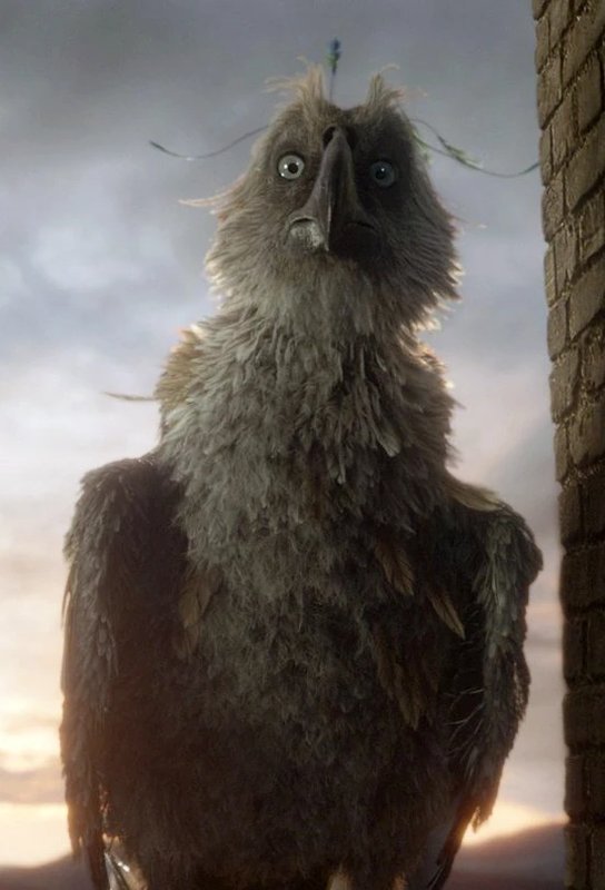 Augurey magical bird creature Harry Potter